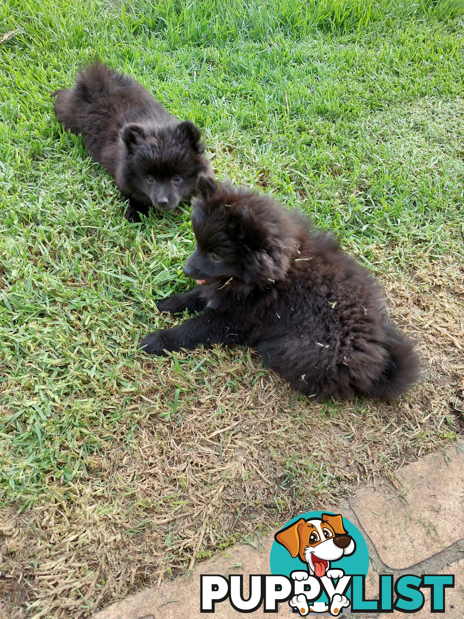 Pomeranian puppies for sale