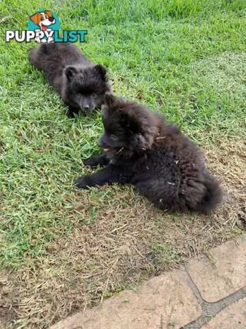 Pomeranian puppies for sale