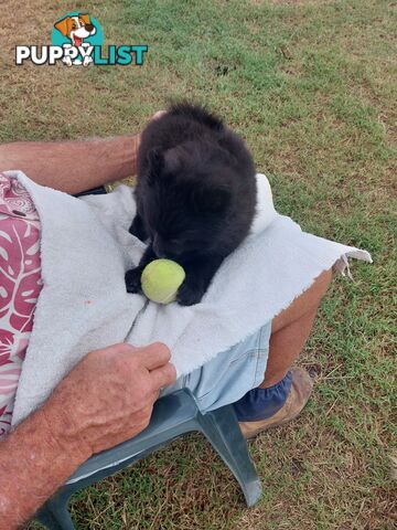 Pomeranian puppies for sale