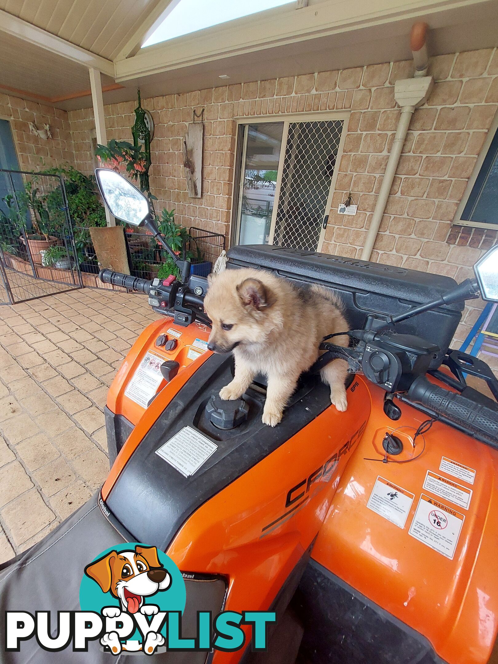 Pomeranian puppies for sale