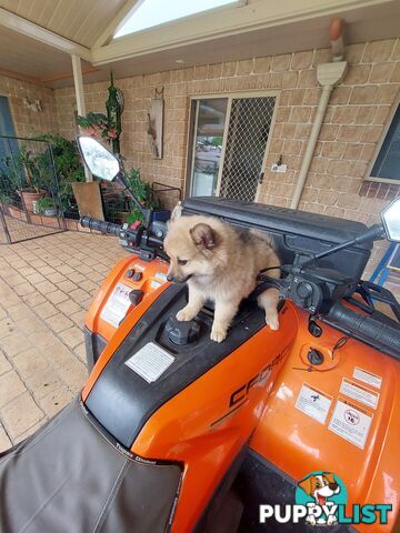 Pomeranian puppies for sale