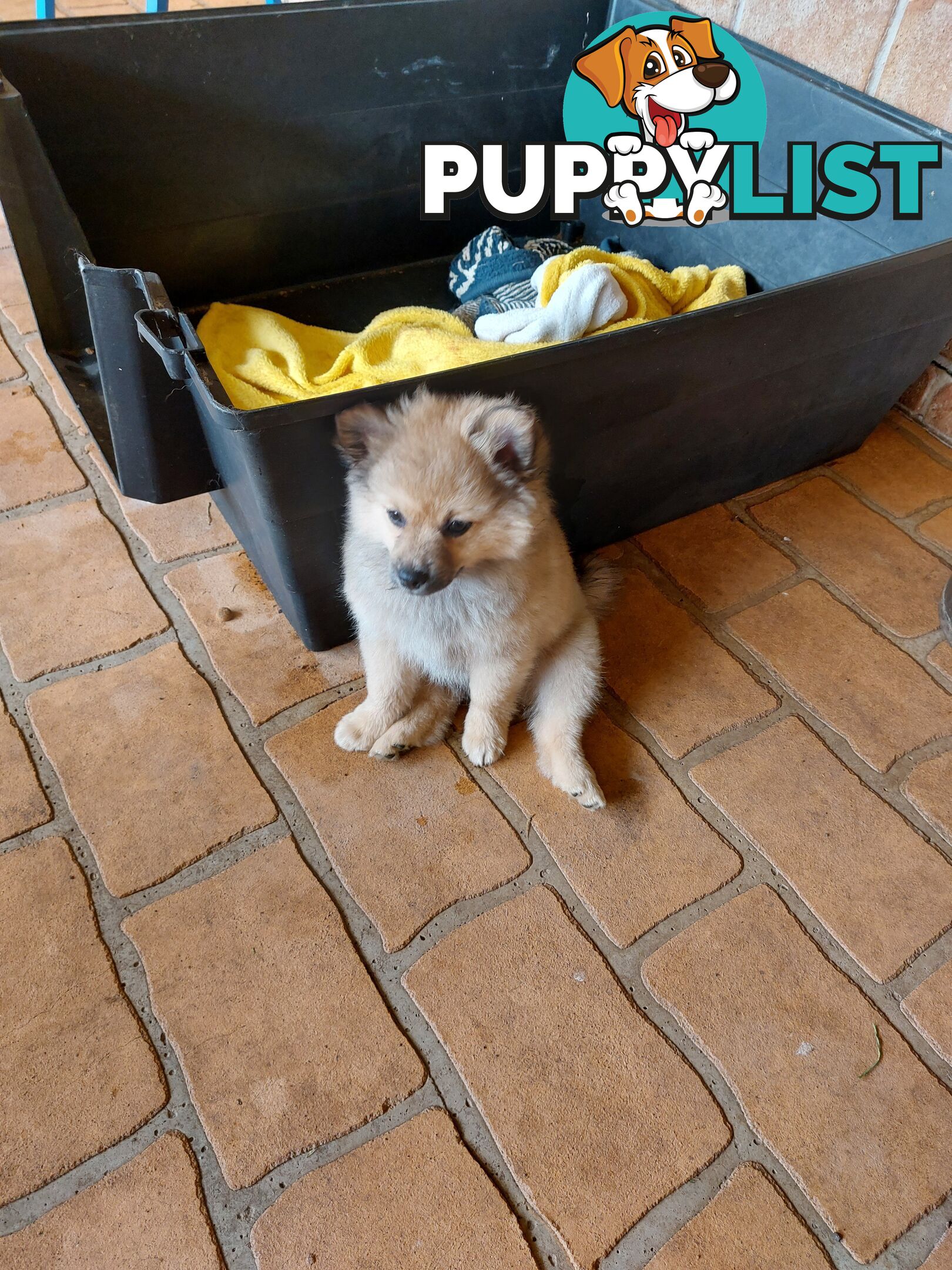 Pomeranian puppies for sale