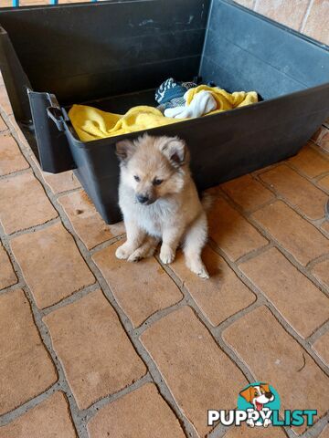 Pomeranian puppies for sale