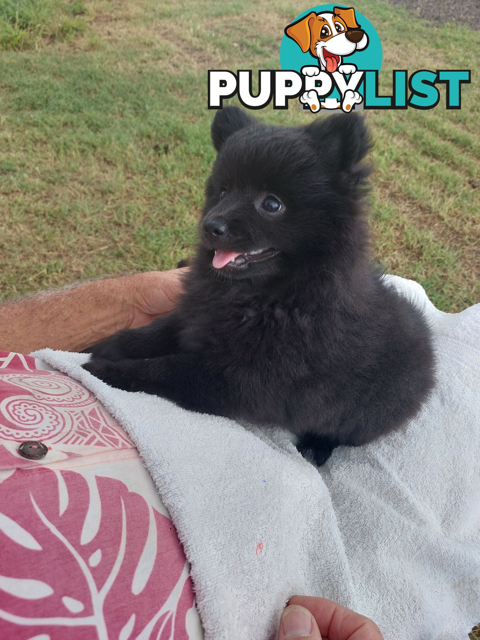 Pomeranian puppies for sale