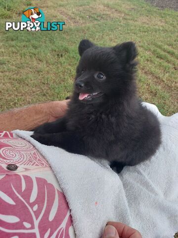 Pomeranian puppies for sale