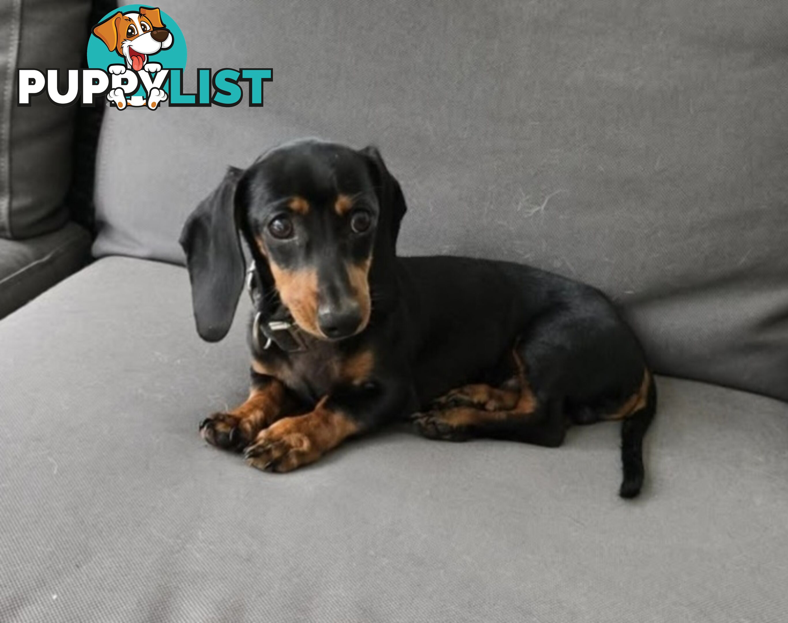 Sausage pup for sale