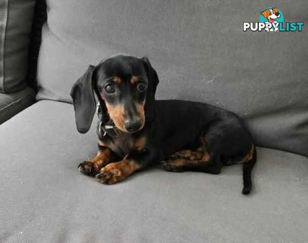 Sausage pup for sale