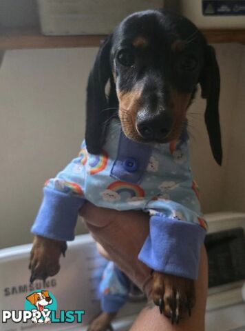 Sausage pup for sale