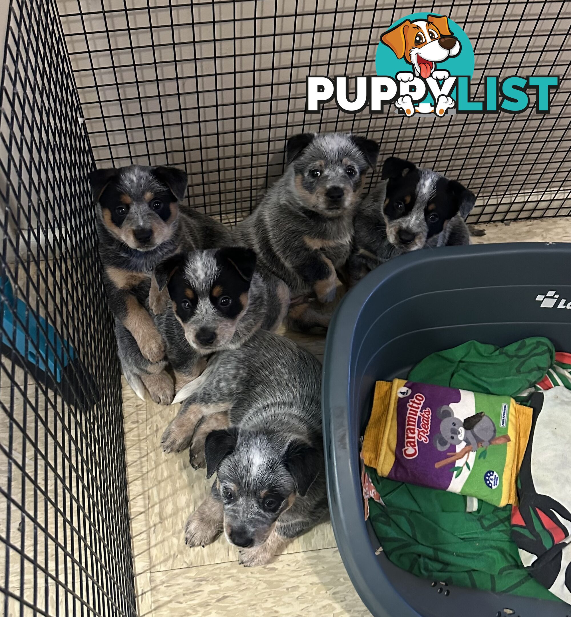 blue cattle puppies