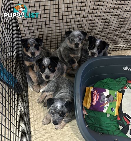 blue cattle puppies