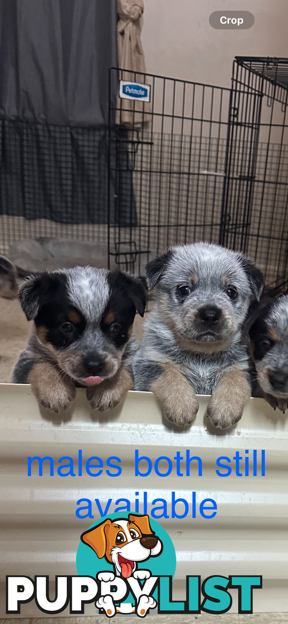 blue cattle puppies