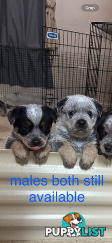 blue cattle puppies