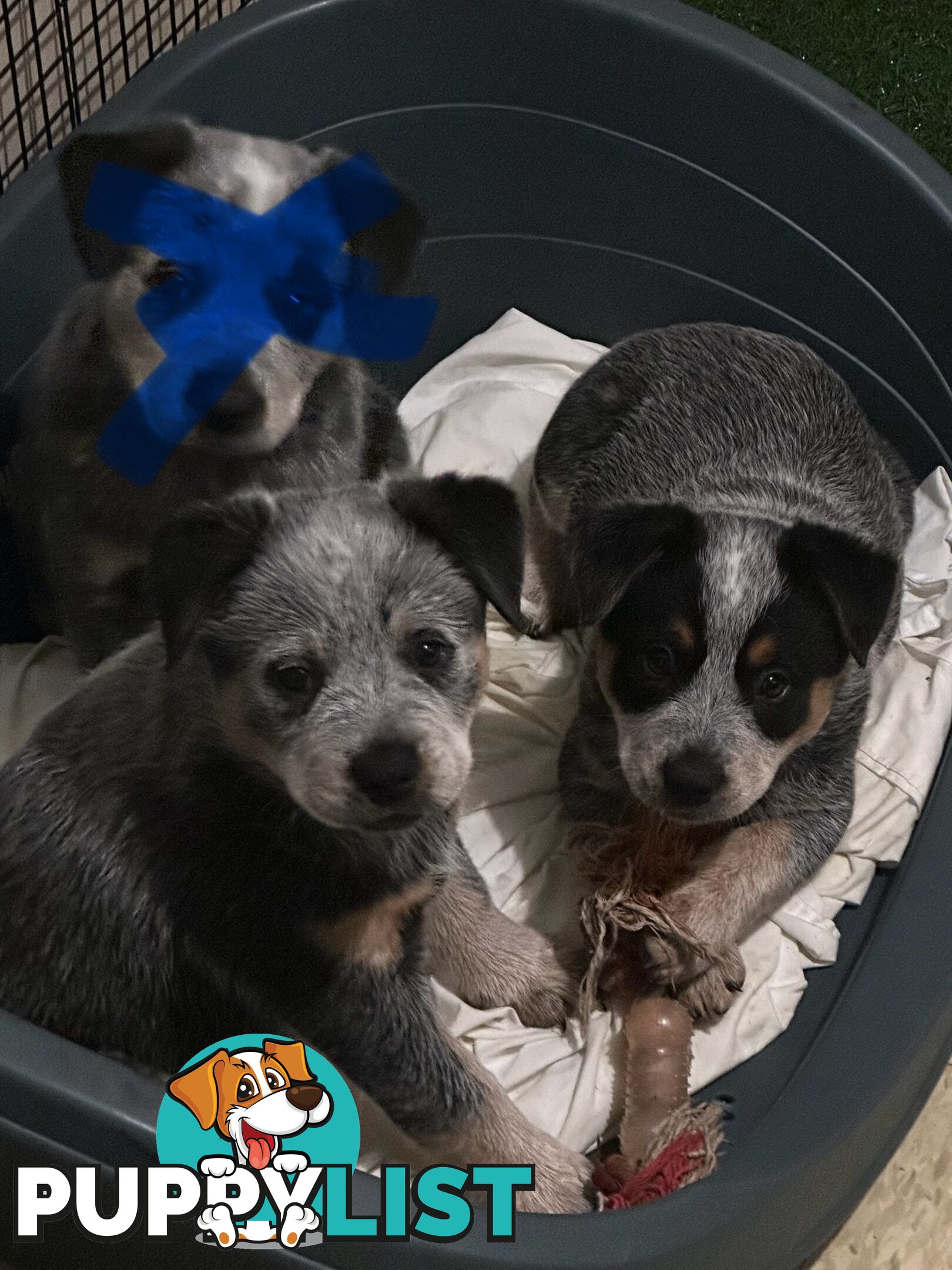 blue cattle puppies