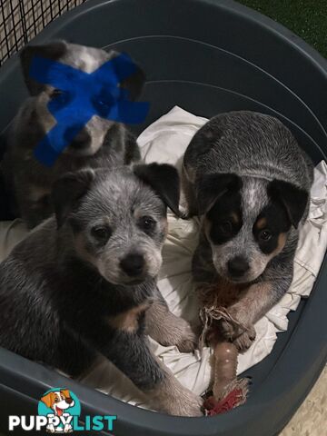 blue cattle puppies