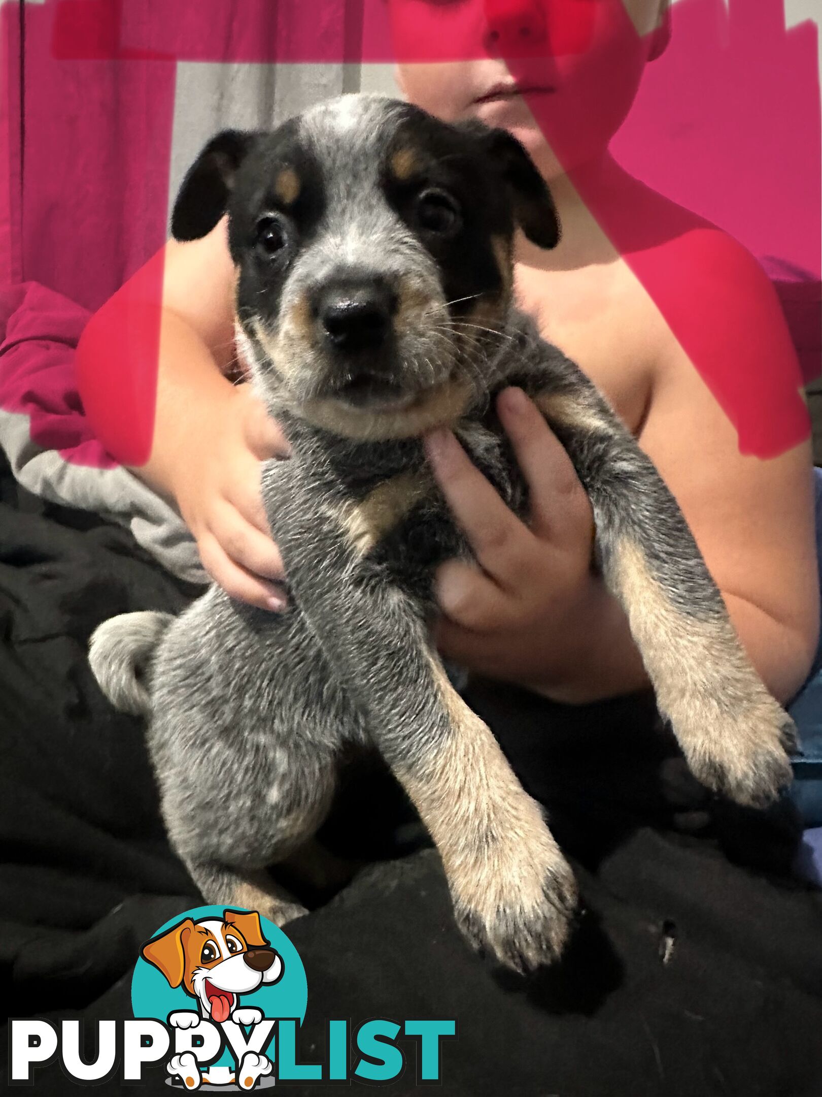 blue cattle puppies