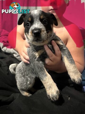blue cattle puppies
