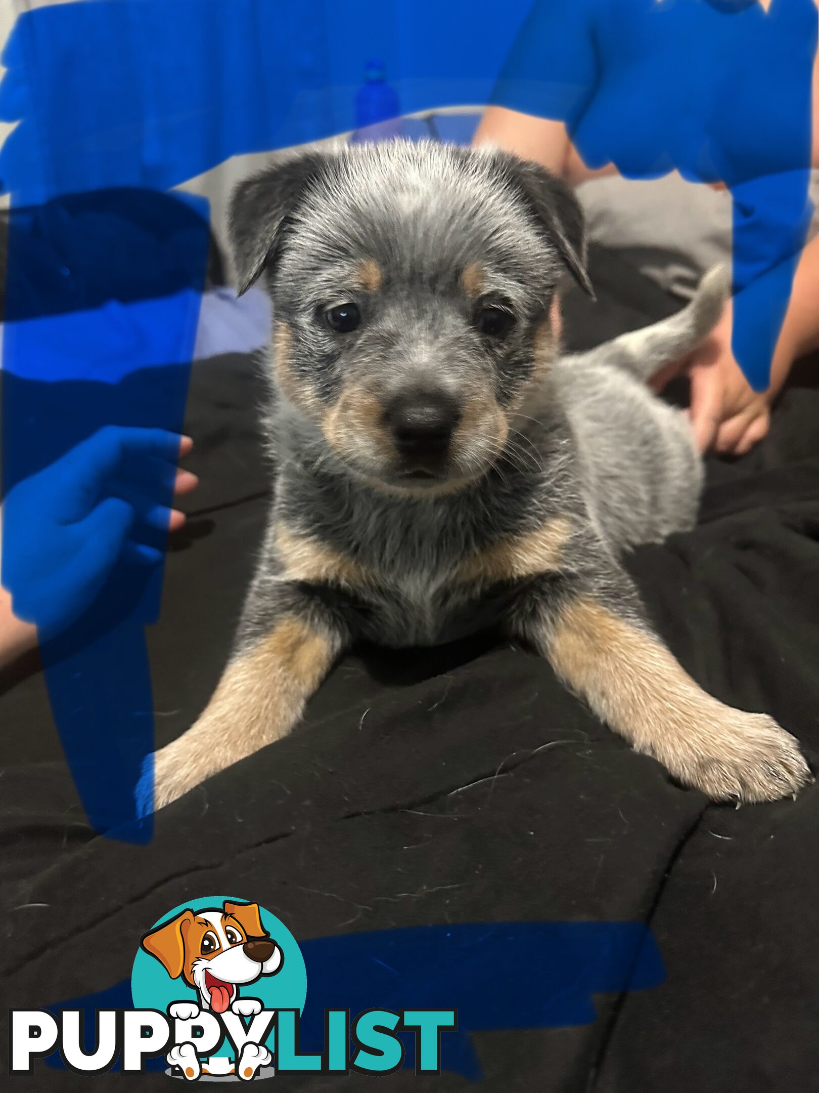 blue cattle puppies