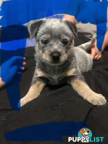 blue cattle puppies