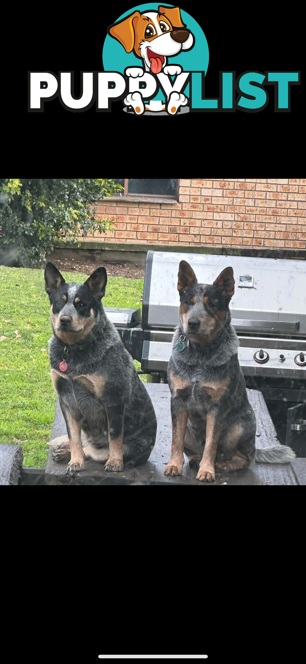 blue cattle puppies