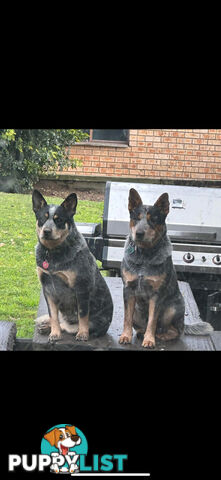 blue cattle puppies