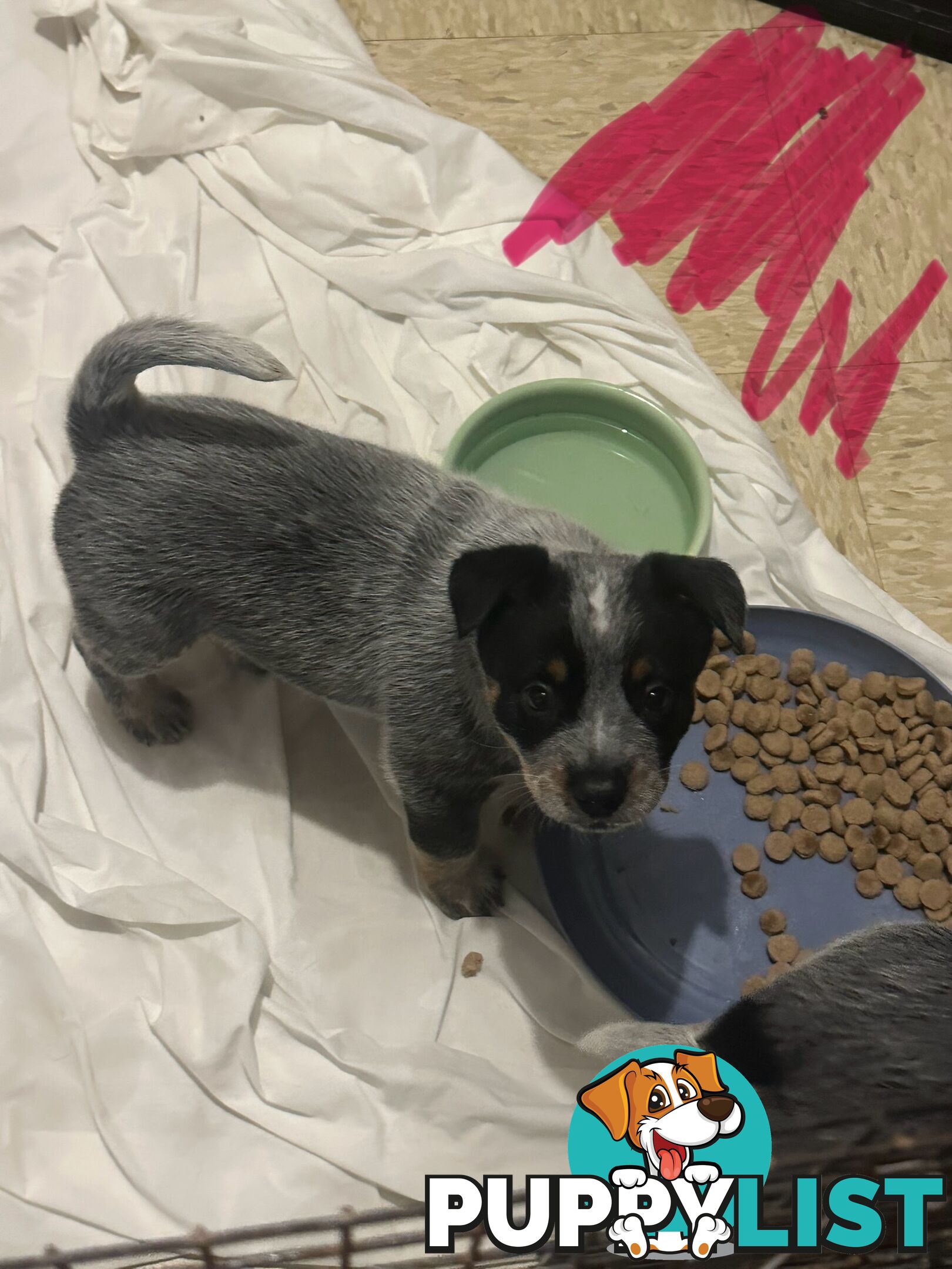 blue cattle puppies