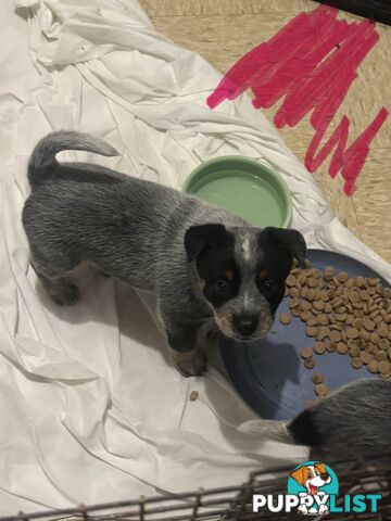 blue cattle puppies