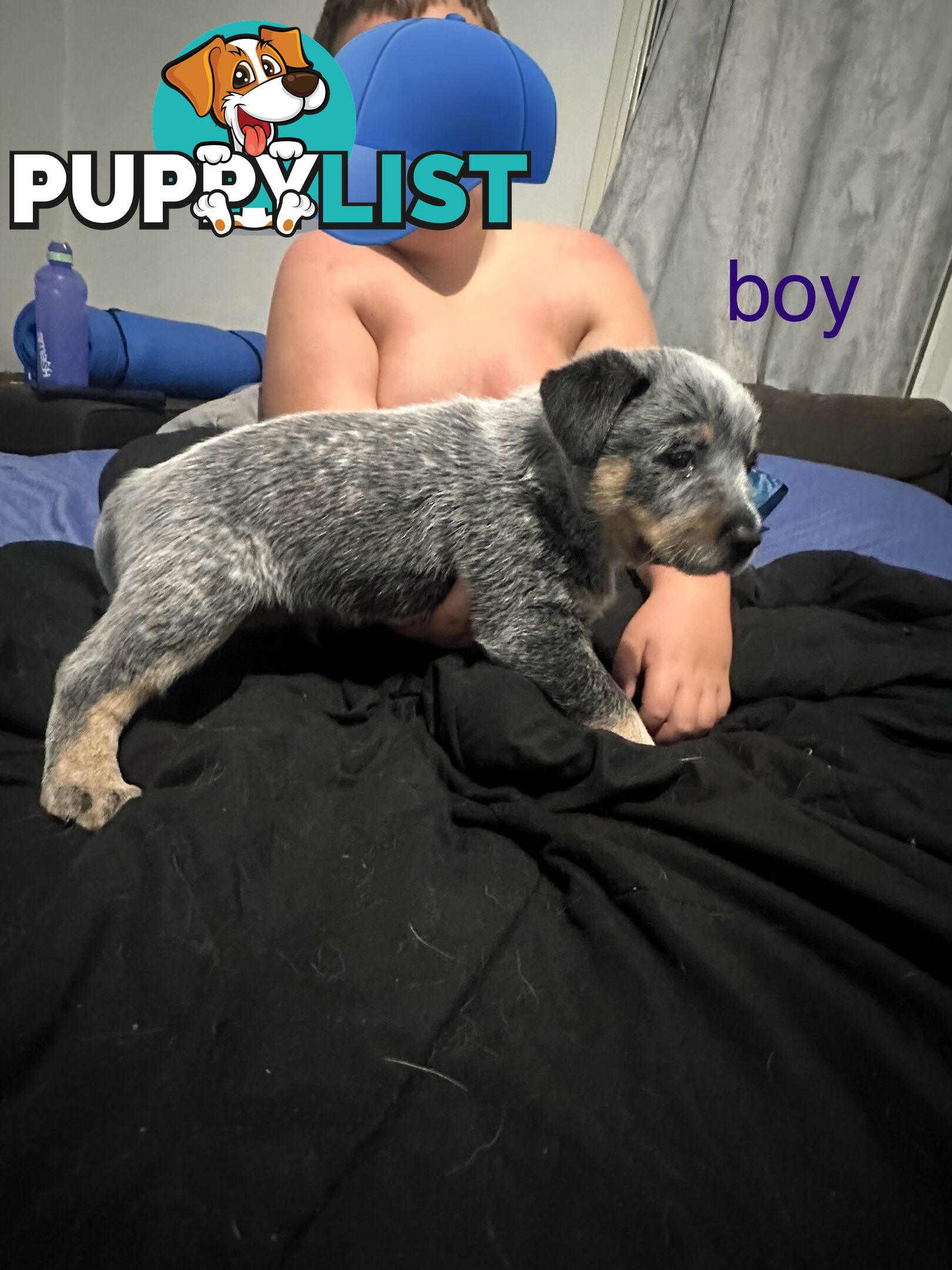 blue cattle puppies