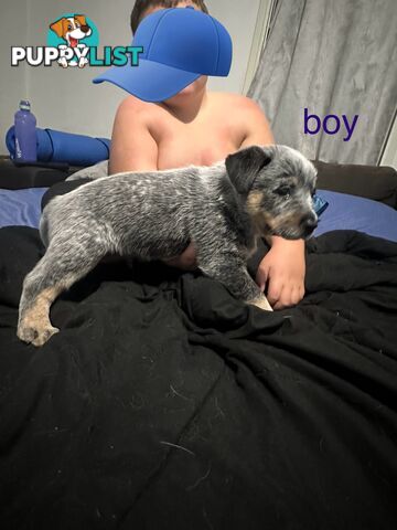 blue cattle puppies
