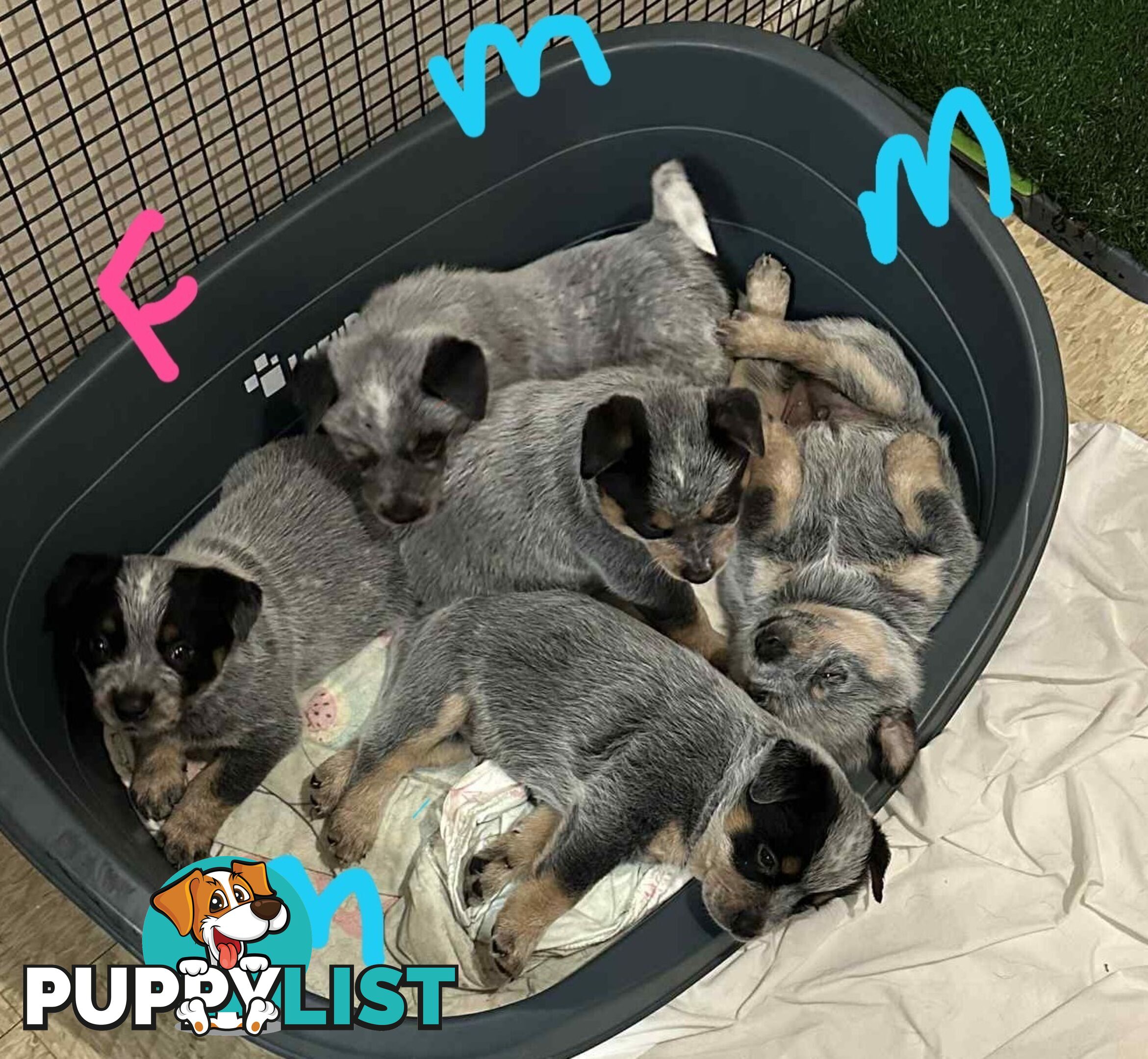 blue cattle puppies
