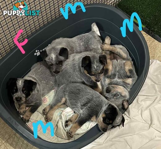 blue cattle puppies
