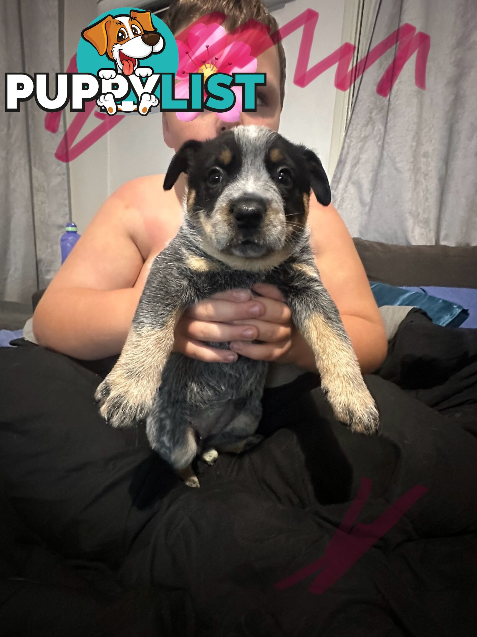 blue cattle puppies