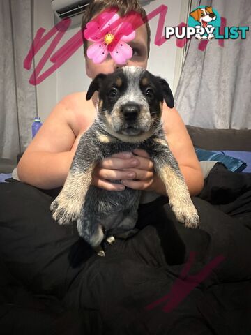 blue cattle puppies