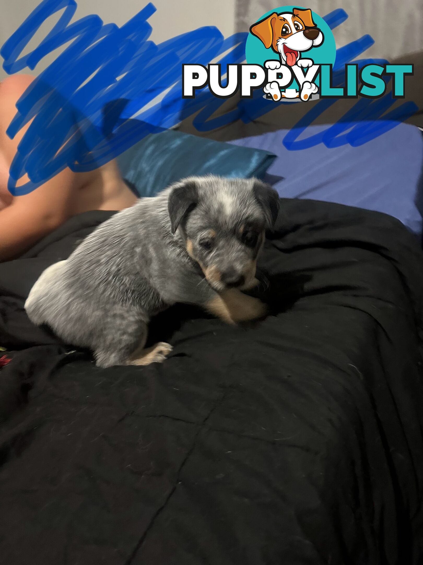 blue cattle puppies