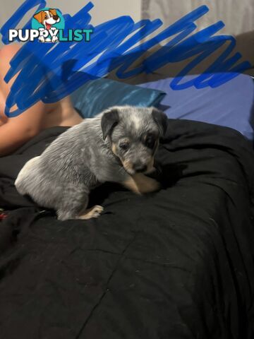 blue cattle puppies