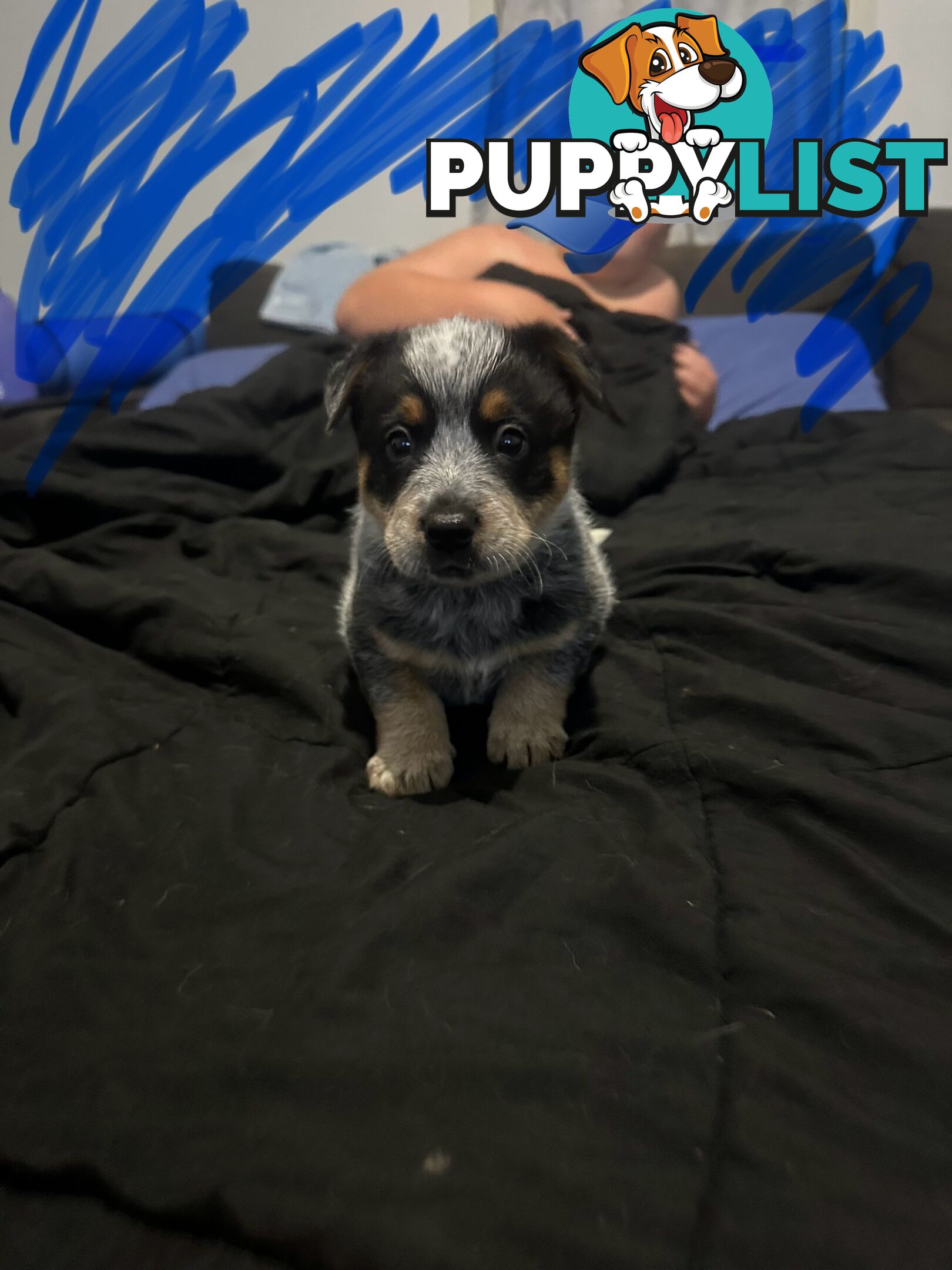 blue cattle puppies
