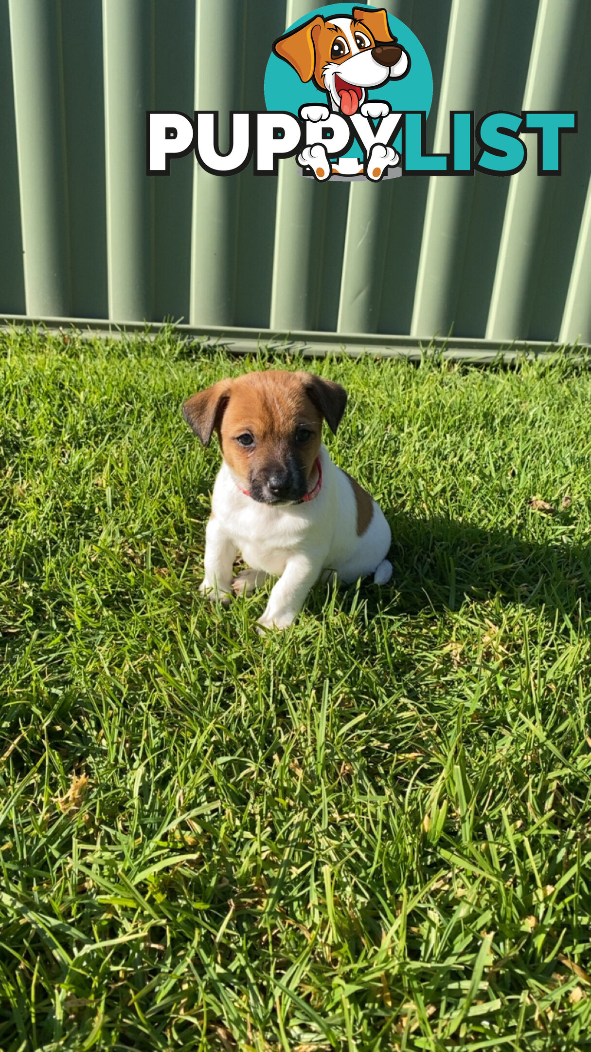 Jack Russell Puppies