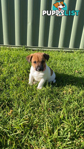 Jack Russell Puppies