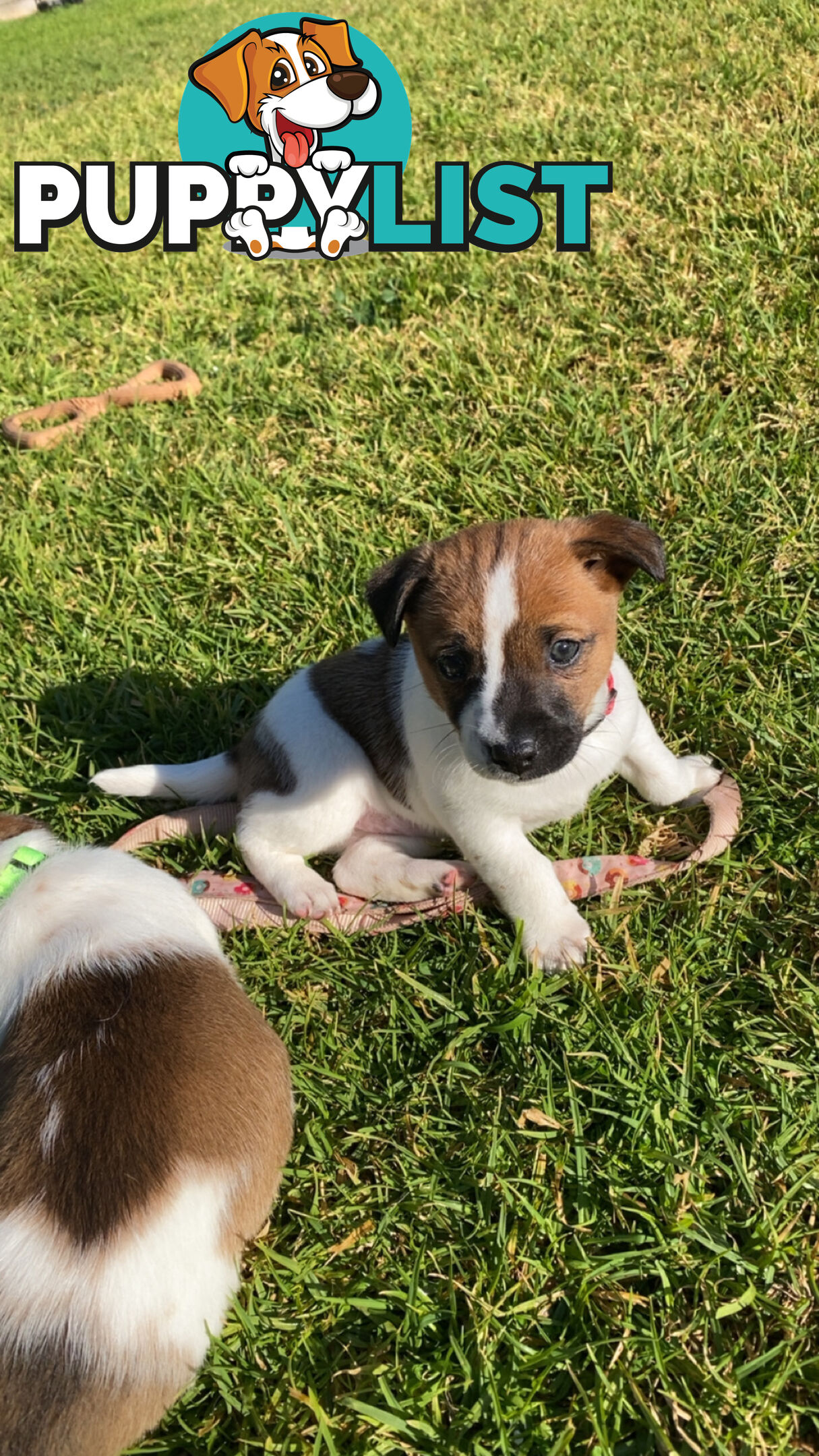Jack Russell Puppies