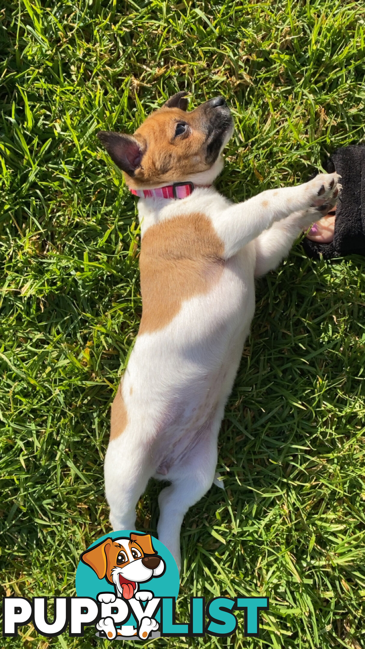Jack Russell Puppies