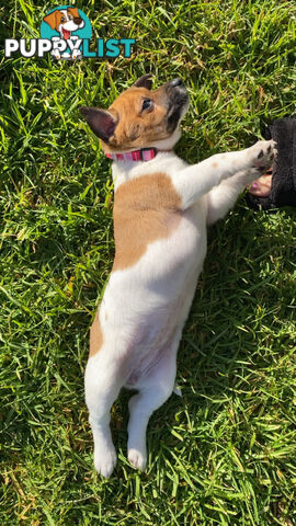 Jack Russell Puppies