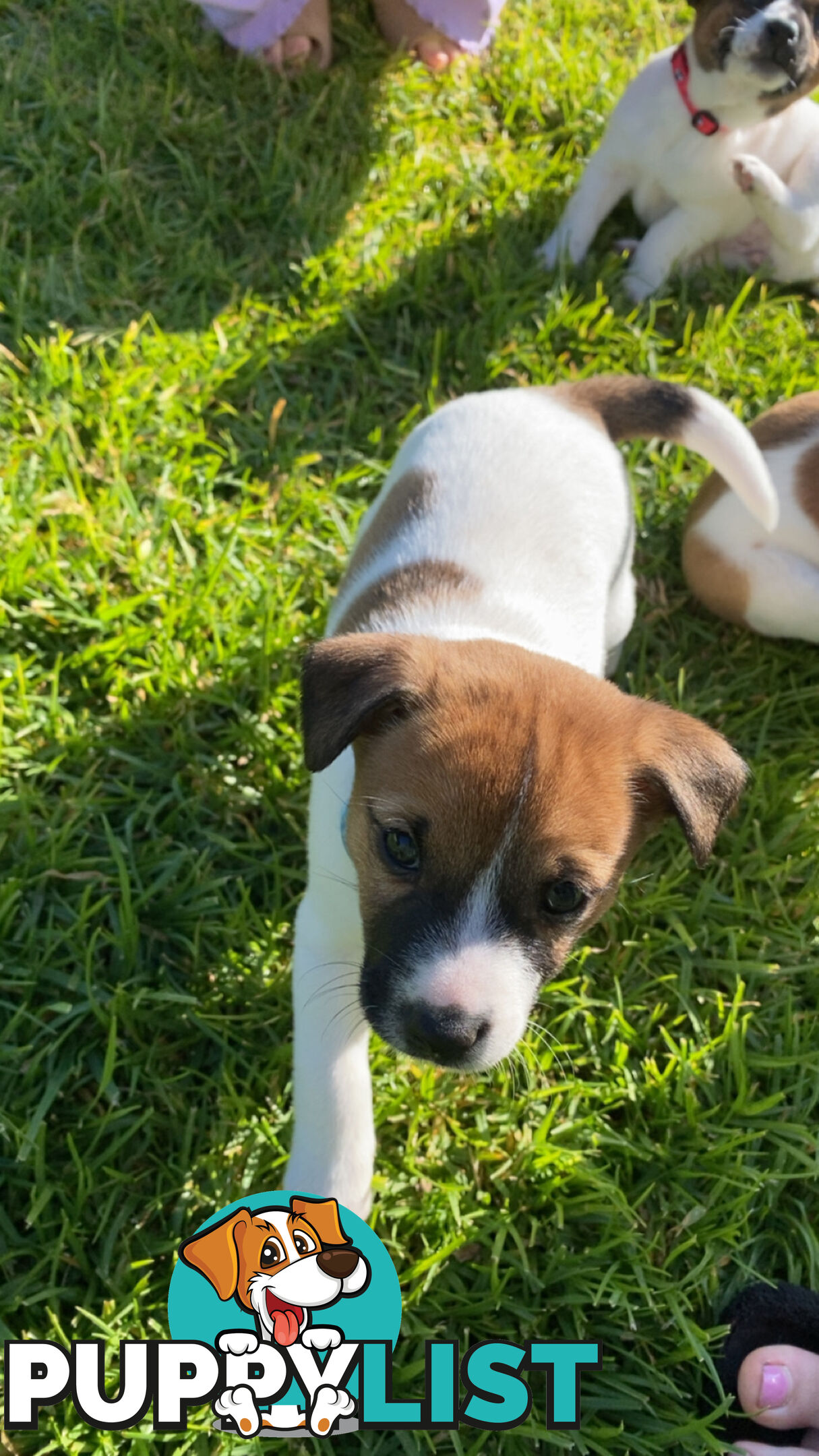 Jack Russell Puppies