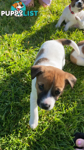 Jack Russell Puppies
