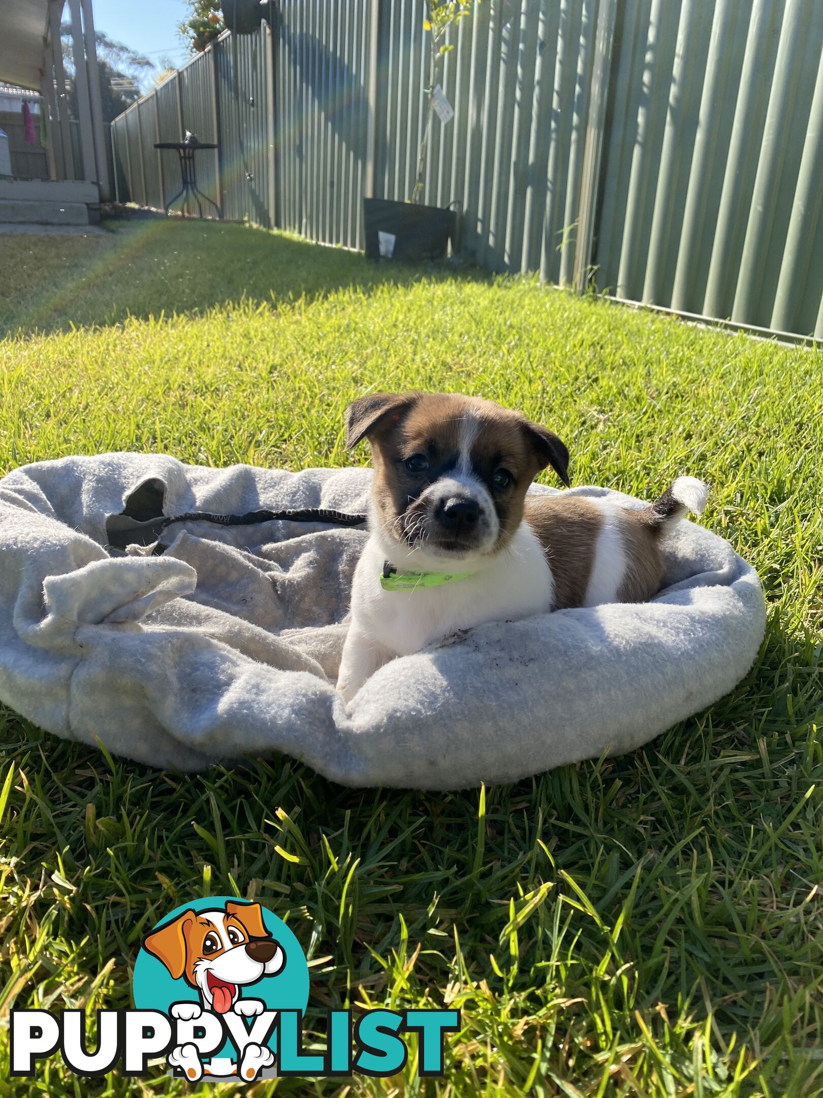 Jack Russell Puppies