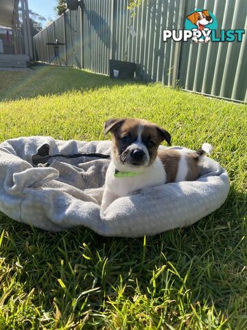 Jack Russell Puppies