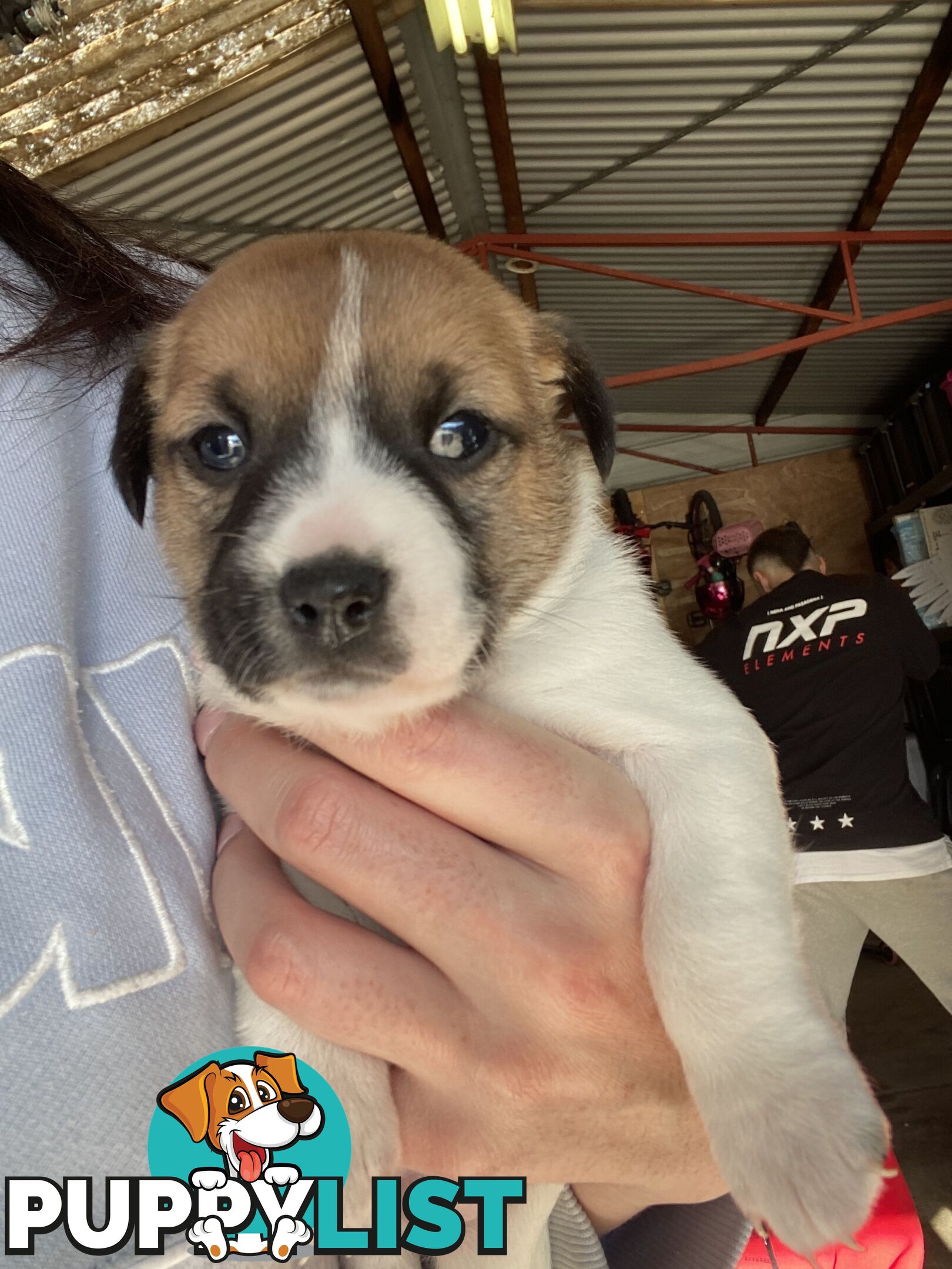 Jack Russell Puppies