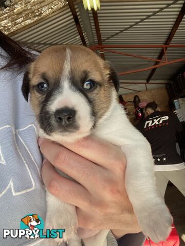 Jack Russell Puppies