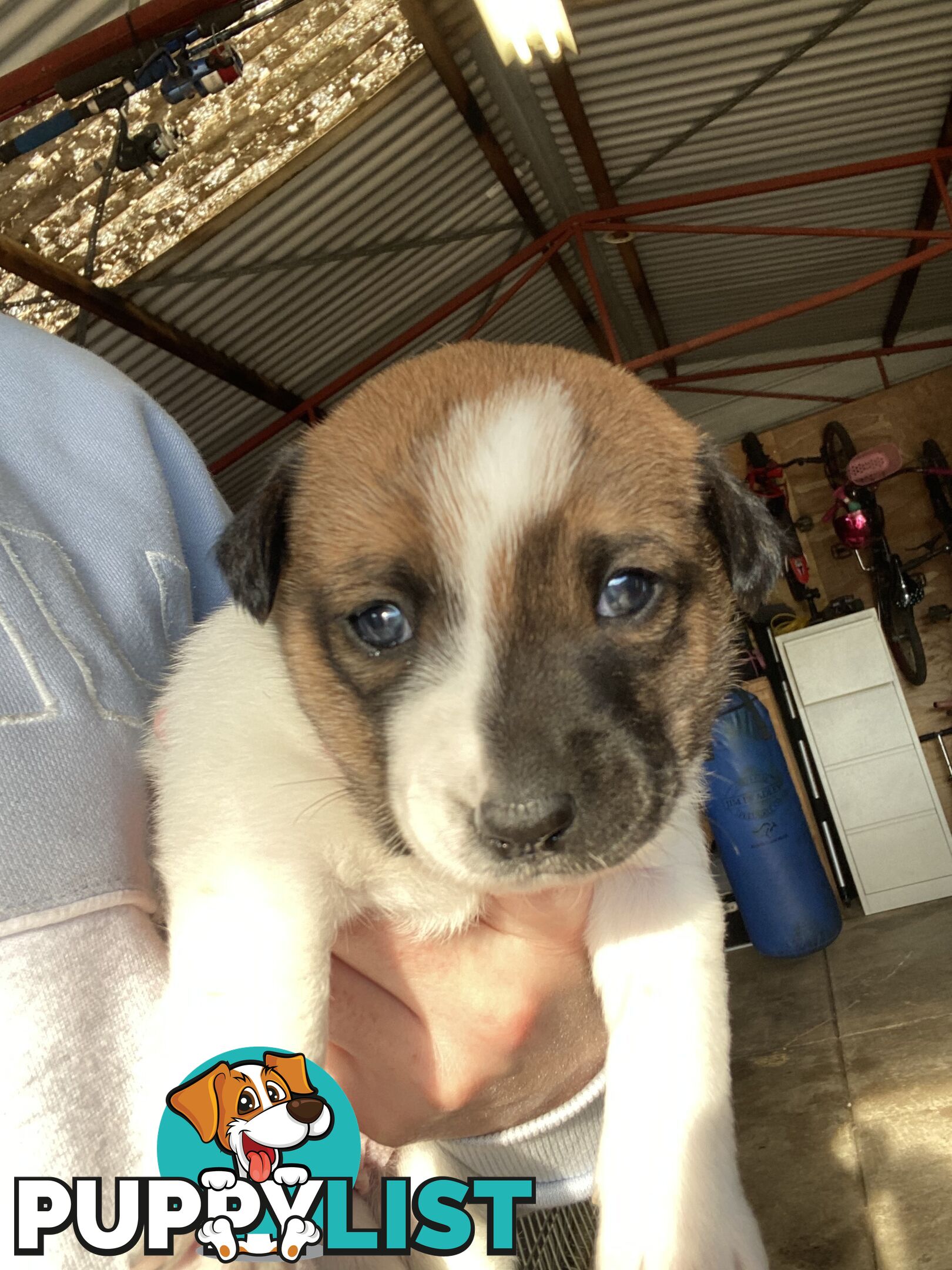 Jack Russell Puppies