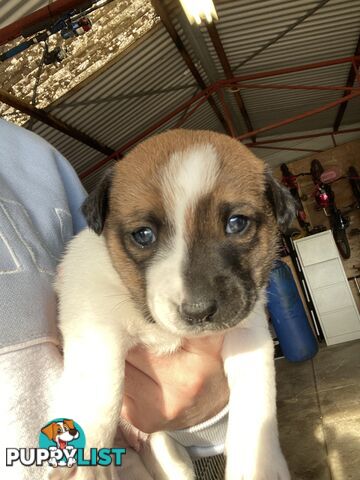 Jack Russell Puppies