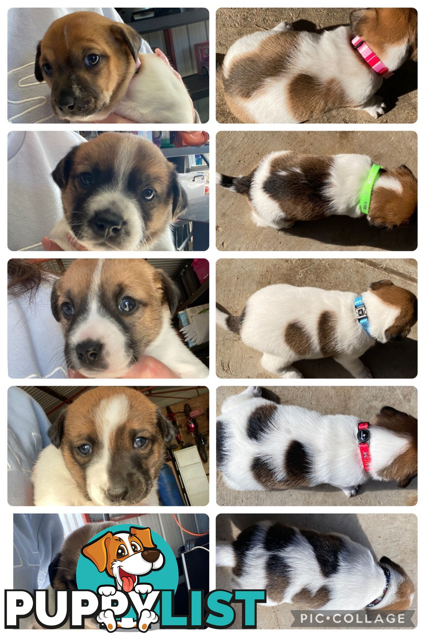 Jack Russell Puppies