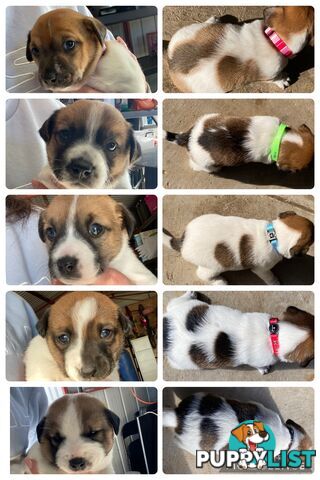 Jack Russell Puppies